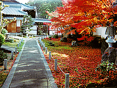秋の東福寺 栗棘庵 庭園